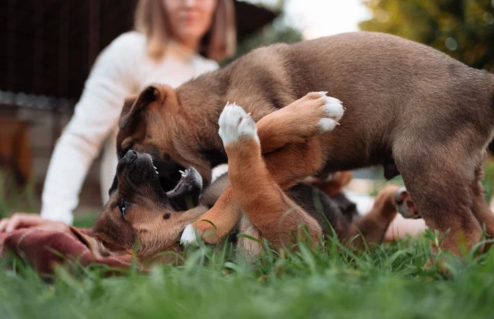 دو سگ در حال کشتی گرفتن