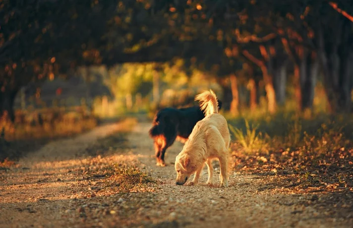 دو سگ در کنار درختان