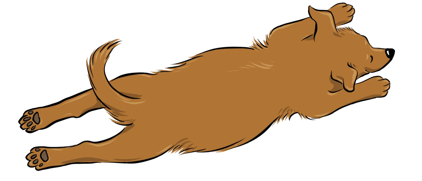 تصویر خوابیدن سگ به شکل سوپرمن با دست های کشیده