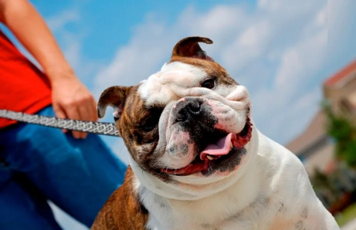 سگ در کنار یک انسان در فضای باز