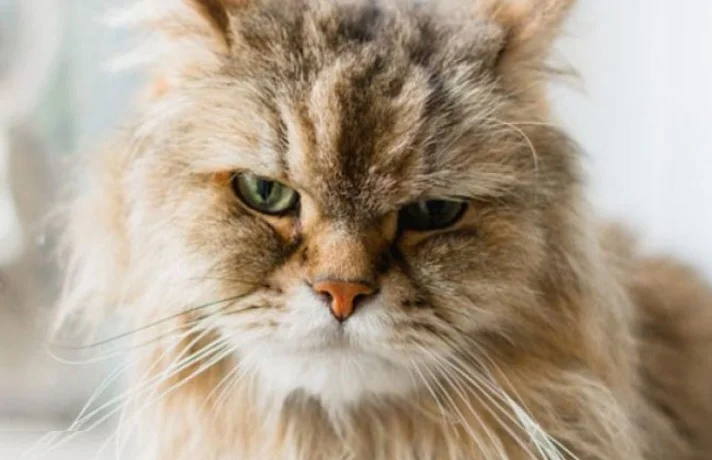 گربه کرم رنگ دارای مشکلات رفتاری