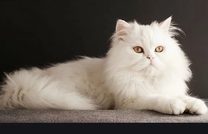 گربه سفید روی زمین نشسته است.