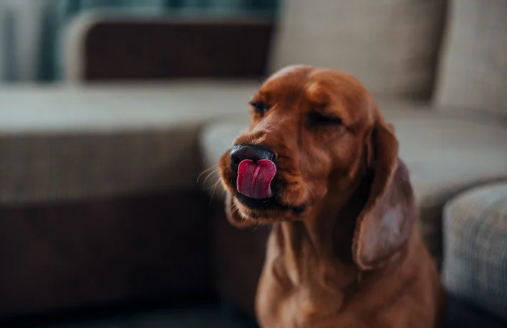 سگ در حال لیس زدن دماغ خودش