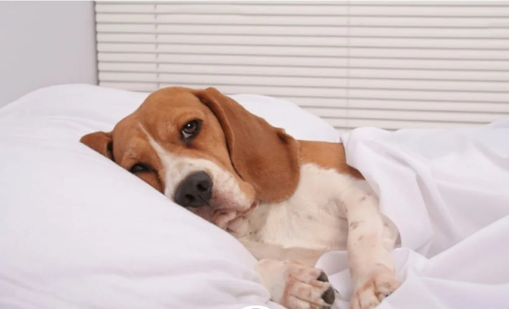 سگ سفید و قهوه ای خوابیده در بستر بیماری