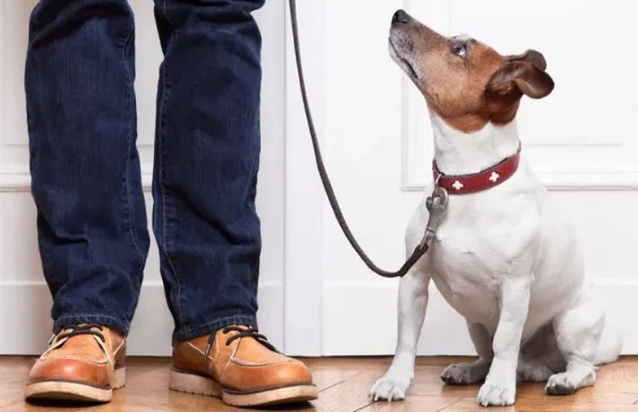 سگ قلاده به گردن که به صاحبش نگاه می کند
