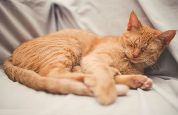 گربه نارنچی رنگ خوابیده 