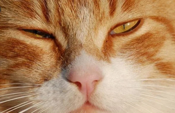 گربه نارنجی در حال چشمک زدن