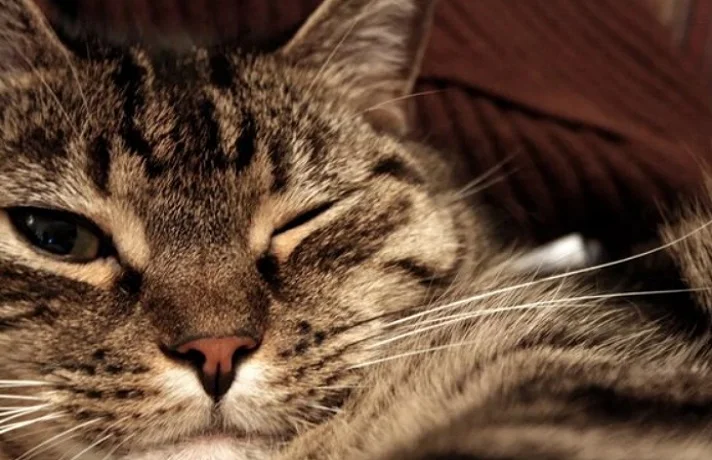 گربه قهوه ای در حال چشمک زدن