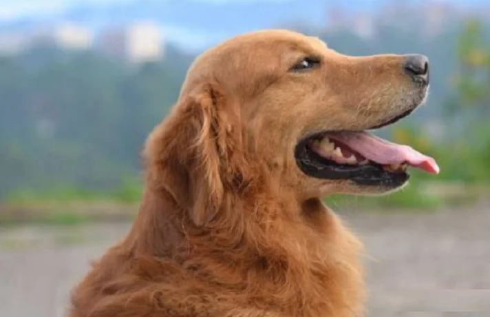 سگ در فکر تعقیب کردن صاحبش