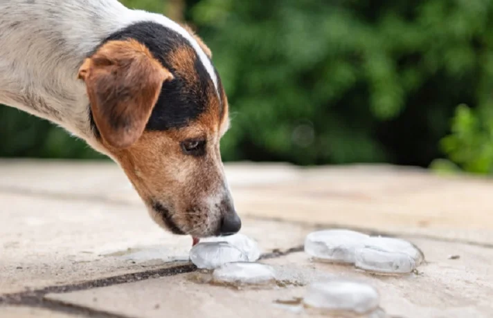 سگ سفید و قهوه ای در حال خوردن مکعب های یخ