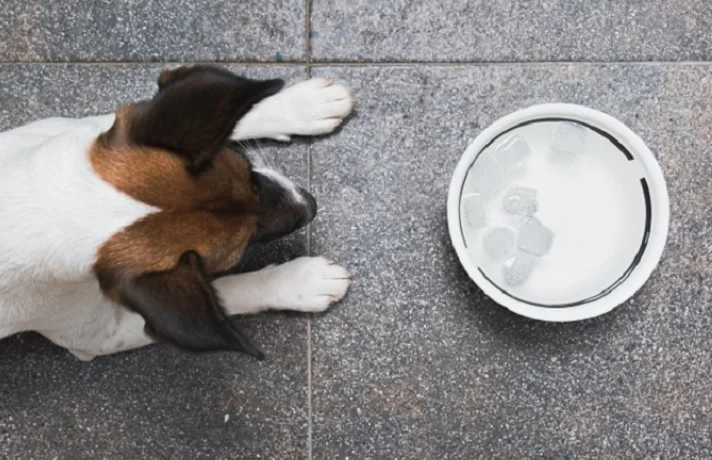 سگ سید با سر قهوه ای و گوش های سیاه در حال نزدیک شدن به ظرف حاوی آب و یخ