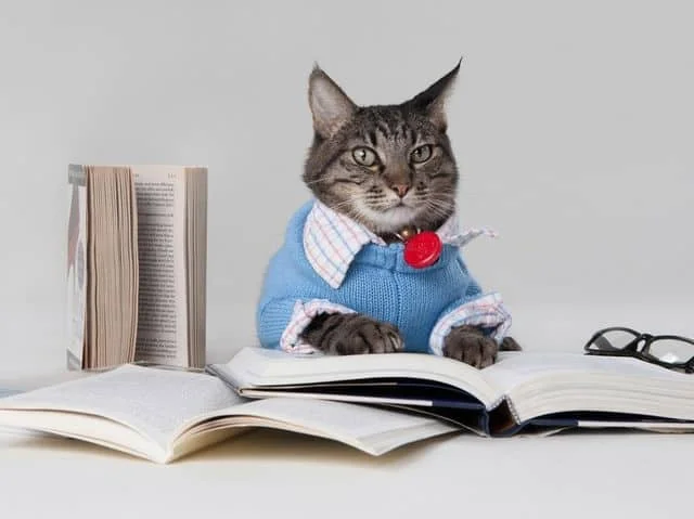 تصویر جالب از گربه در حال درس خواندن
