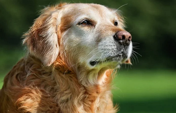 سگ پیر به رنگ سفید و نارنجی کم رنگ