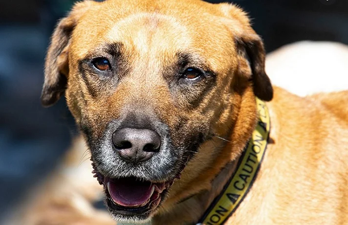 سگ قهوه ای پیر با دهان باز و قلاده زرد به گردن