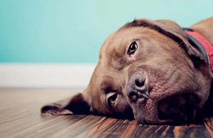 سگ دارای افسردگی فصلی