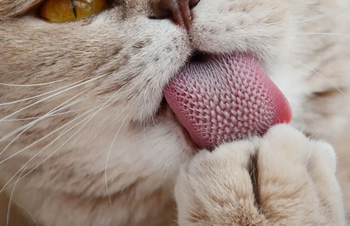 گربه در حال نظافت خود از طریق لیس زدن