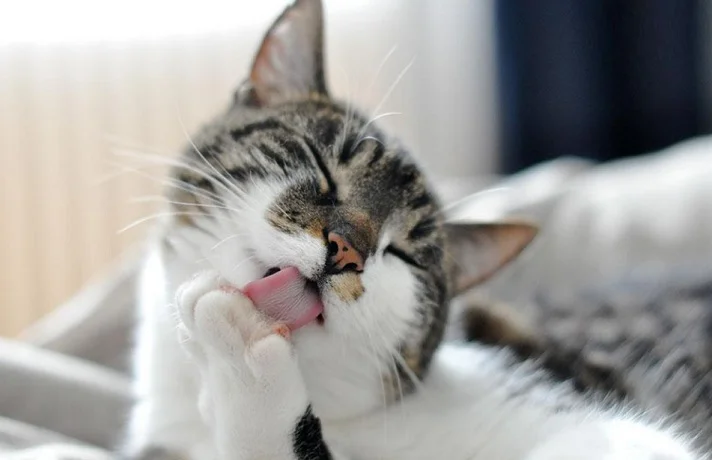 گربه سفید و مشکی مه در حال نظافت خود است