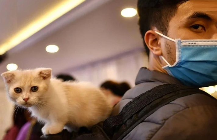 گربه در کوله پشتی صاحبش که ماسک زده است.