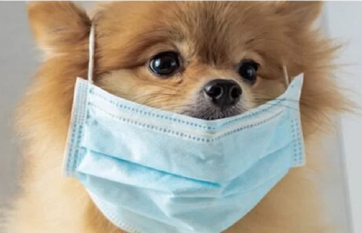 سگ کرم با ماسک جراحی آبی