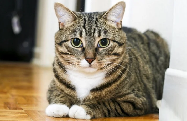 گربه تازه وارد روی زمین خانه نشسته