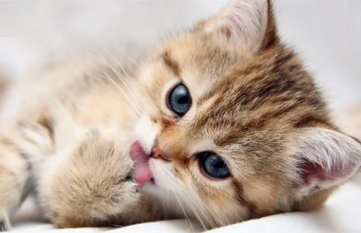 گربه نارنچی که در خانه نگهداری می شود.