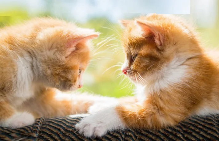 دو بچه گربه نارنجی رنگ در حال بازی با یکدیگر