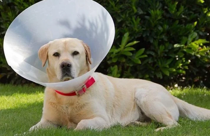 سگ کرم با گردن بند الیزابت