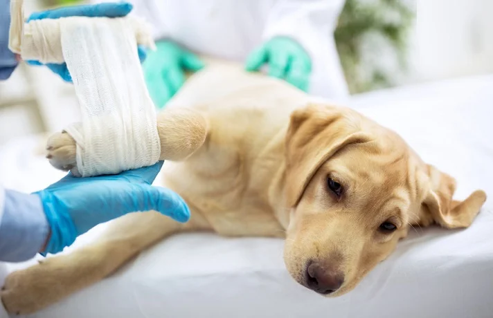 سگ کرم که پای او جراحی شده و دامپزشک از او مراقبت می کند.