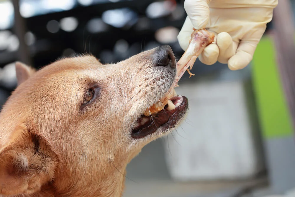 What to Do if Your Dog Eats a Chicken Bone
