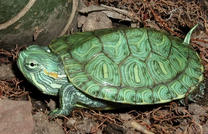 لاک پشت سبز با سن متوسط