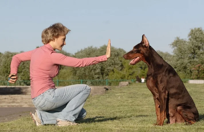 سگ قهوا هی که مربی او برای شروع کار دارد اعتمادش را جلب می کند.