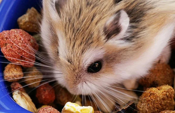 همستر بر روی ظرف پر از آجیل