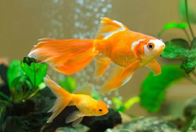 دو ماهی در حال شنا کردن در آکواریوم در زمان سفر صاحبشان