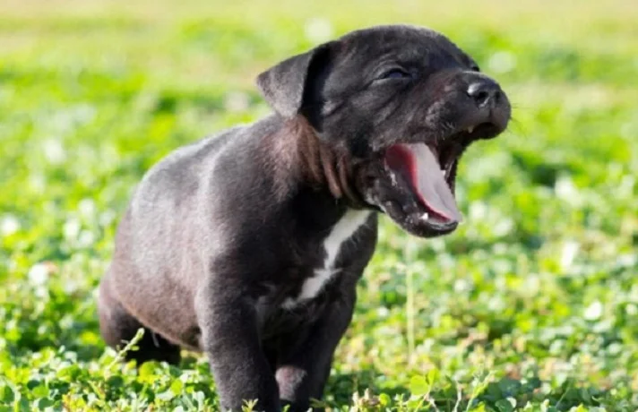 سگ پیر مشکی در حال سرفه شدید
