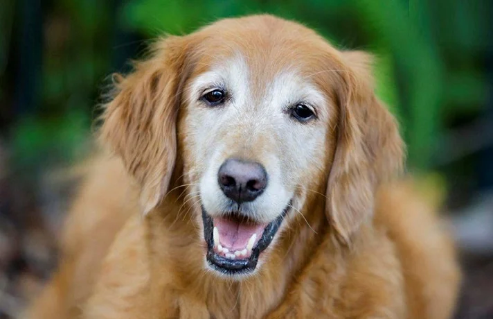 سگ مسن کرم رنگ در حال سرفه کردن