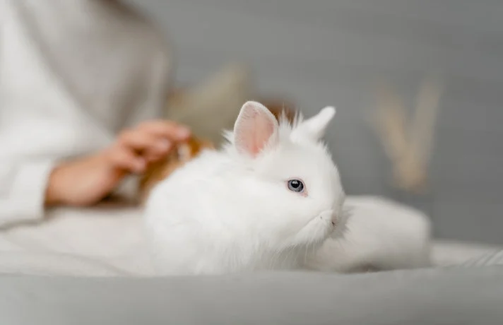 خرگوش سفید روی تخت