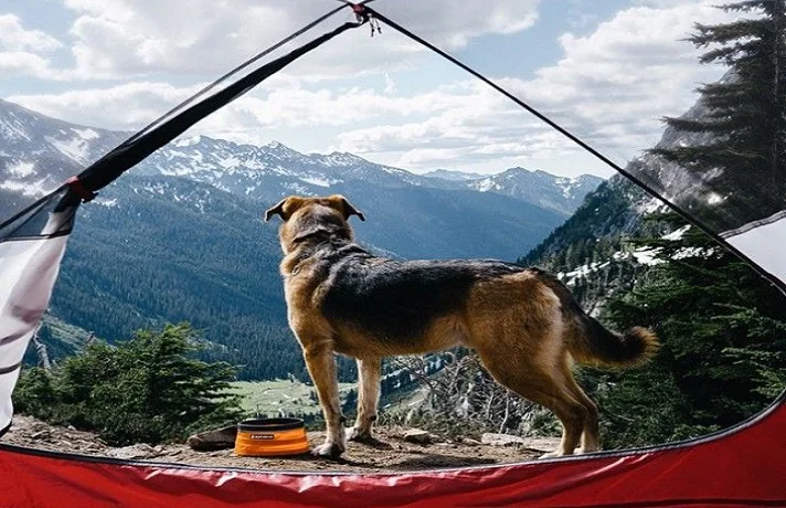 سگی که به اردو رفته است.