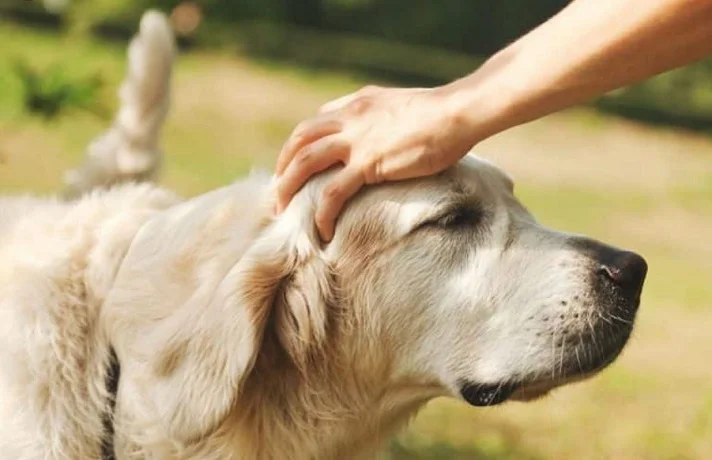 مردی سر سگ را نوازش می کند