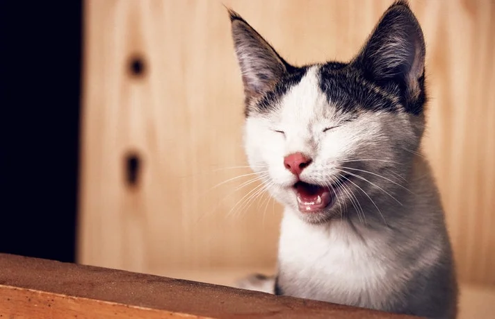 گربه در حال میو میو کردن