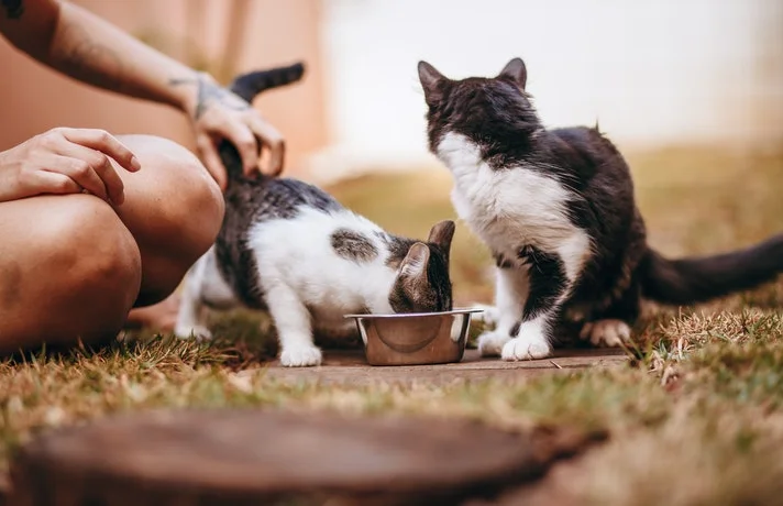 دو گوبه در کنار هم یکی غذا می خورد و یکی نگاه می کند