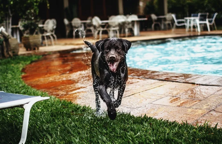 سگ خیس بیرون از استخر آب در حال دویدن