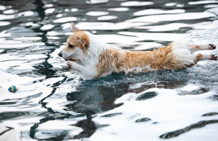 سگ در آب