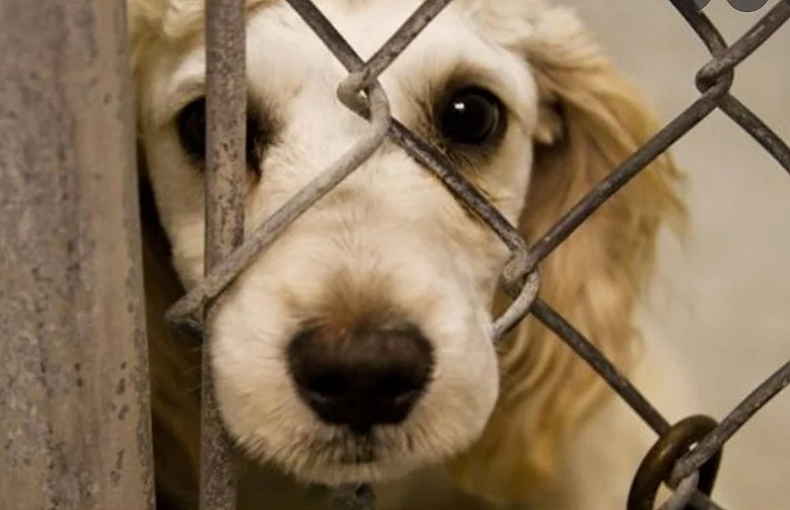 سگ دارای اضطراب جدایی