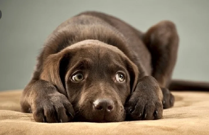 سگ دارای اضطراب جدایی در حال غصه خوردن