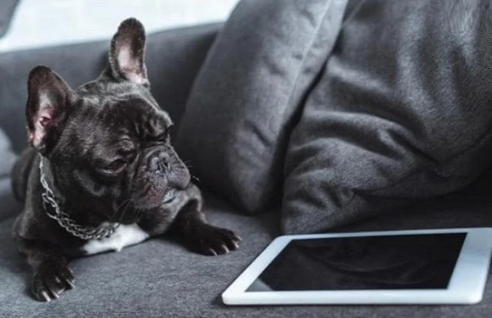 سگ در حال بازی با دستگاه دارای صفحه لمسی