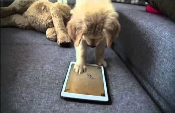سگ در حال بازی کردن با دستگاه دارای صفحه لمسی