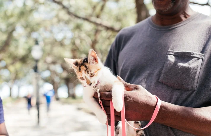 مردی گربه کوچکی را روی دست گرفته است