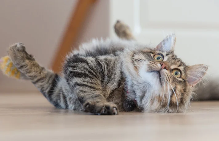 گربه ای که با کمر روی زمین خوابیده