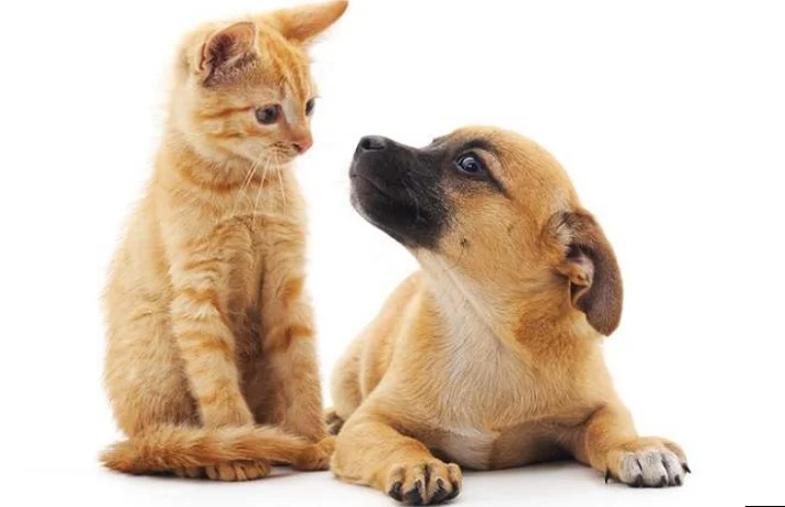 سگ مبتلا به آلرژی کنار گربه