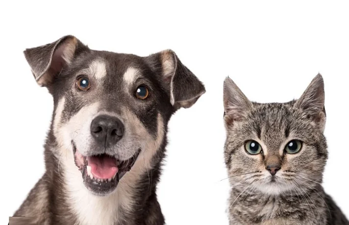 سگ و گربه طوسی رنگ در کنار هم